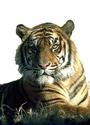 Tiger Telegraph profile picture