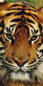 Tiger Telegraph profile picture