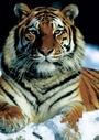 Tiger Telegraph profile picture