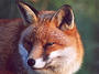 Shamrock Fox profile picture