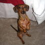 Piper & Scooter-the only weiner dog pop stars! profile picture