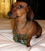 Piper & Scooter-the only weiner dog pop stars! profile picture