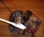 Piper & Scooter-the only weiner dog pop stars! profile picture