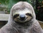 Slothie profile picture