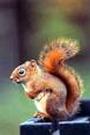 Red Squirrel profile picture