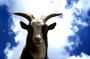 the Billy Goats profile picture