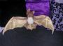 The Purple Bat Cave Alternative Fashions profile picture