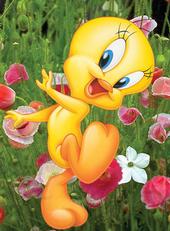 tweety profile picture