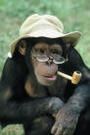 Trunk Monkey profile picture