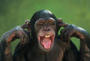 Trunk Monkey profile picture