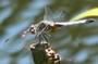 dragonfly profile picture