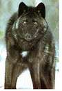 Black Wolf profile picture