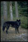 Black Wolf profile picture