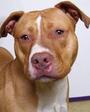 Bloomingdale Regional Animal Shelter Society profile picture