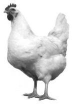 chicken profile picture