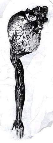 vestigial limb profile picture