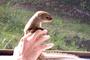 Miu, the Hawaiian Mongoose profile picture