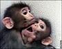 The Media Monkeys profile picture