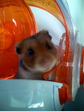 fetathehamster