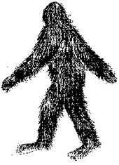 INFINITE SASQUATCH profile picture