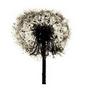 The Dandelion War profile picture