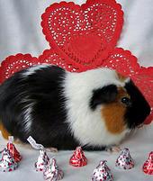 guinea_piggies