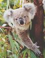 Canadian Koala profile picture