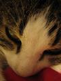 Cat ♥ profile picture