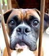 boxer dog profile picture