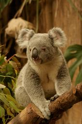 koala profile picture