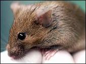 Lab Rodent Donors profile picture