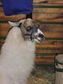 Lamas are awesome profile picture