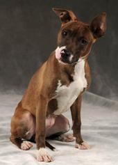 Chicagoland Bully Breed Rescue profile picture