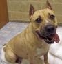 Chicagoland Bully Breed Rescue profile picture