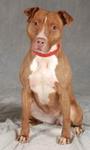 Chicagoland Bully Breed Rescue profile picture