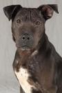 Chicagoland Bully Breed Rescue profile picture