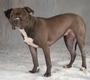 Chicagoland Bully Breed Rescue profile picture