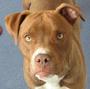 Chicagoland Bully Breed Rescue profile picture