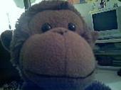 Charlie...the cutest monkey! profile picture