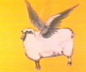 FlyingSheep profile picture