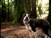 Dr. Paws profile picture