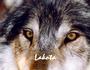 Lakota™ *Alpha/♥Kami♥* profile picture