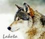 Lakota™ *Alpha/♥Kami♥* profile picture