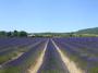 Provence profile picture