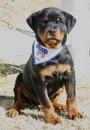 National Independent Rottweiler Klub (NIRK) profile picture