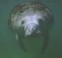 Save The Manatees! profile picture