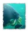 Save The Manatees! profile picture