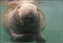 Save The Manatees! profile picture