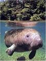 Save The Manatees! profile picture