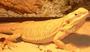 ohio bearded dragons for sale profile picture